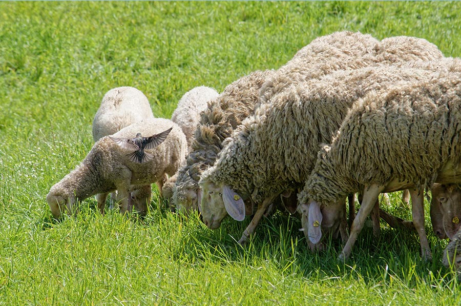 Looking Ahead: Our Plans for the Future Looking Ahead: Our Plans for the Future