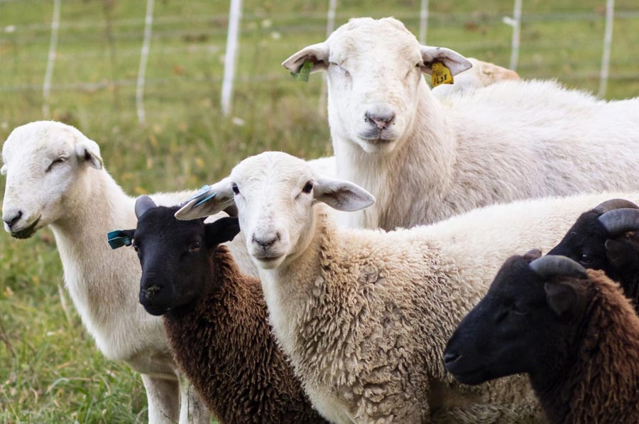 baraka farm Il - Halal & Eid Animals