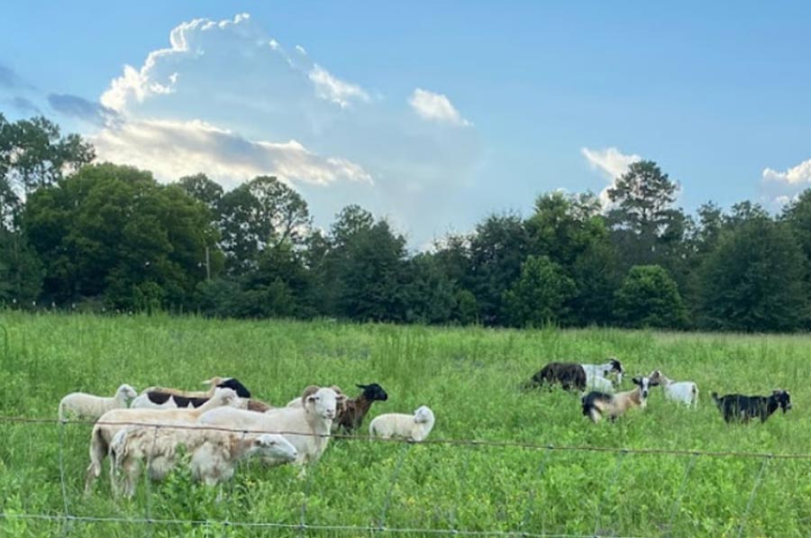 baraka farm Il – Halal & Eid Animals baraka farm Il - Halal & Eid Animals