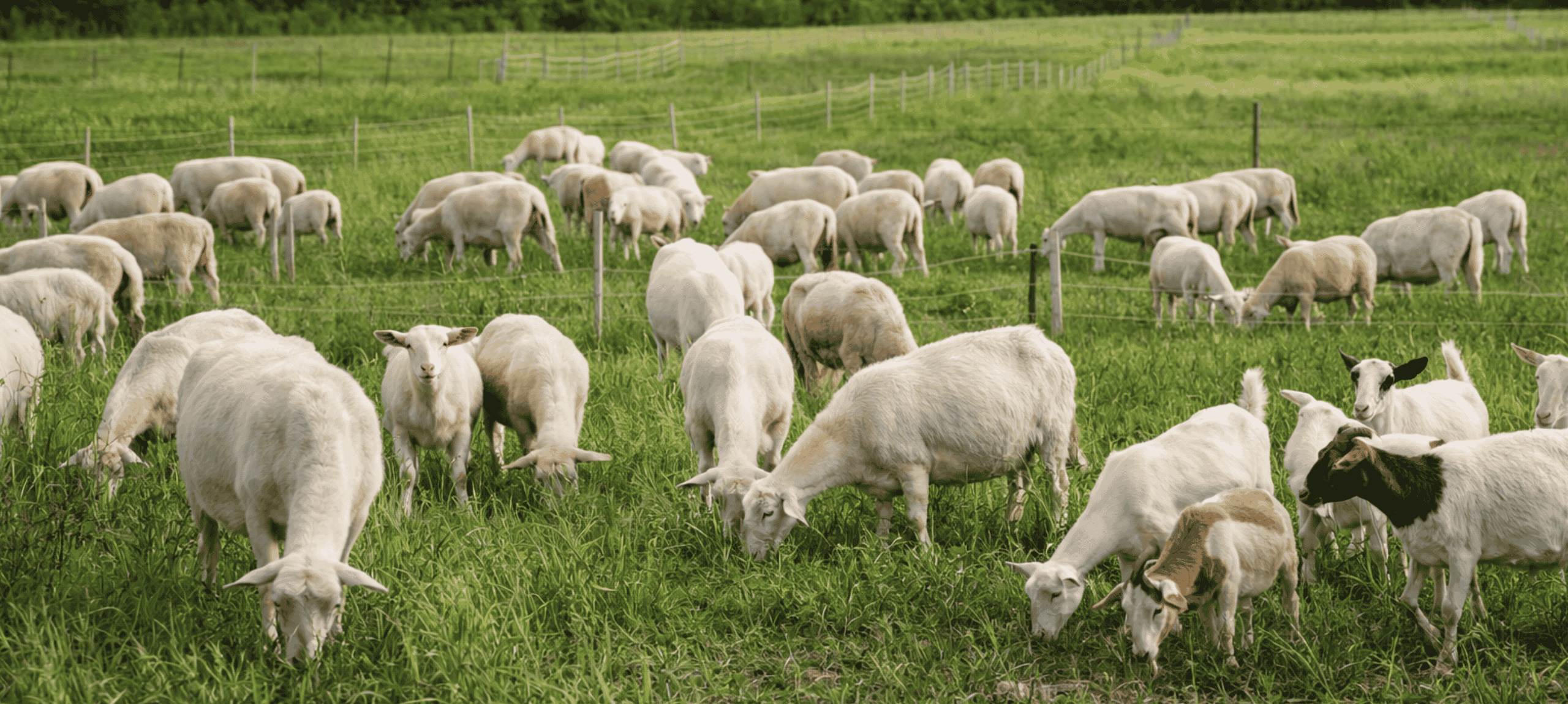 Baraka Farm LLC, Will County, Illinois (1)