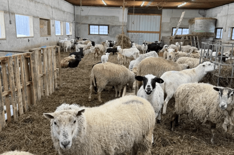 Untitled design – 2026-01-16T100252.032